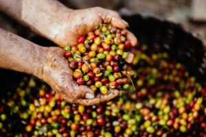 food traceability, food supply chain, coffee traceability, coffee supply chain