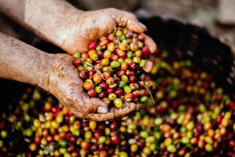 coffee traceability, coffee supply chain
