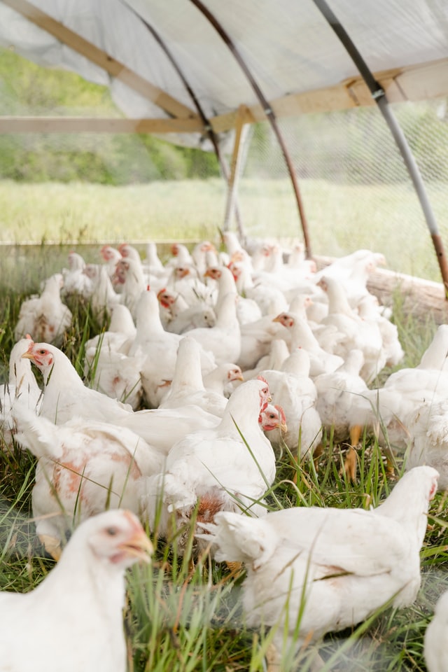 poultry traceability solution, poultry supply chain solution