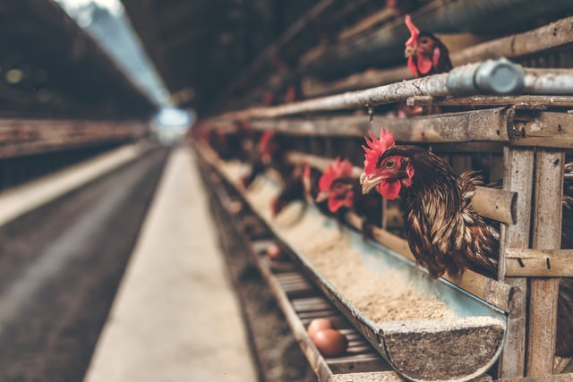poultry traceability, chicken traceability, poultry supply chain
