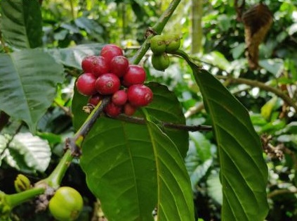 coffee supply chain, coffee traceability, bean to cup, technoserve coffee supply chain