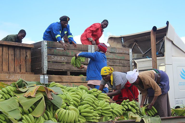 banana supply chain, banana traceability, banana supply chain management, banana value chain, food traceability, food supply chain