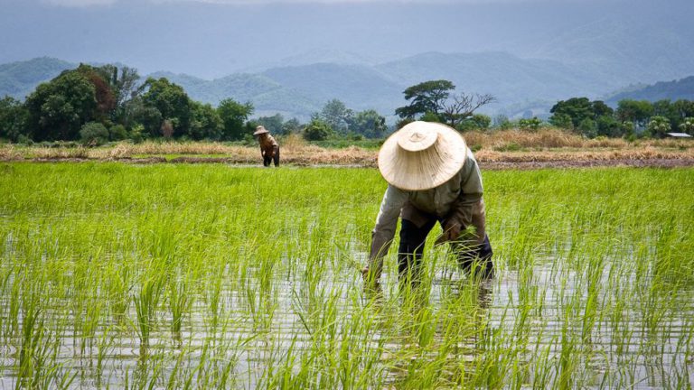 rice traceability, rice supply chain, carbon management platform