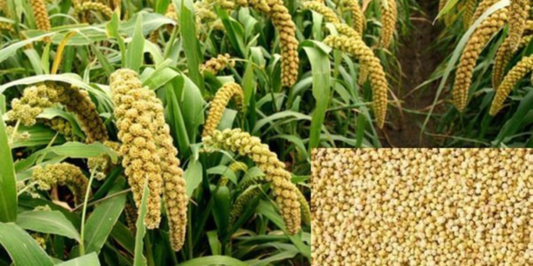 millet traceability, food traceability, food supply chain, millet supply chain