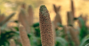 millets and environment, millet traceability, millet supply chain, food traceability, food supply chain, blockchain traceability